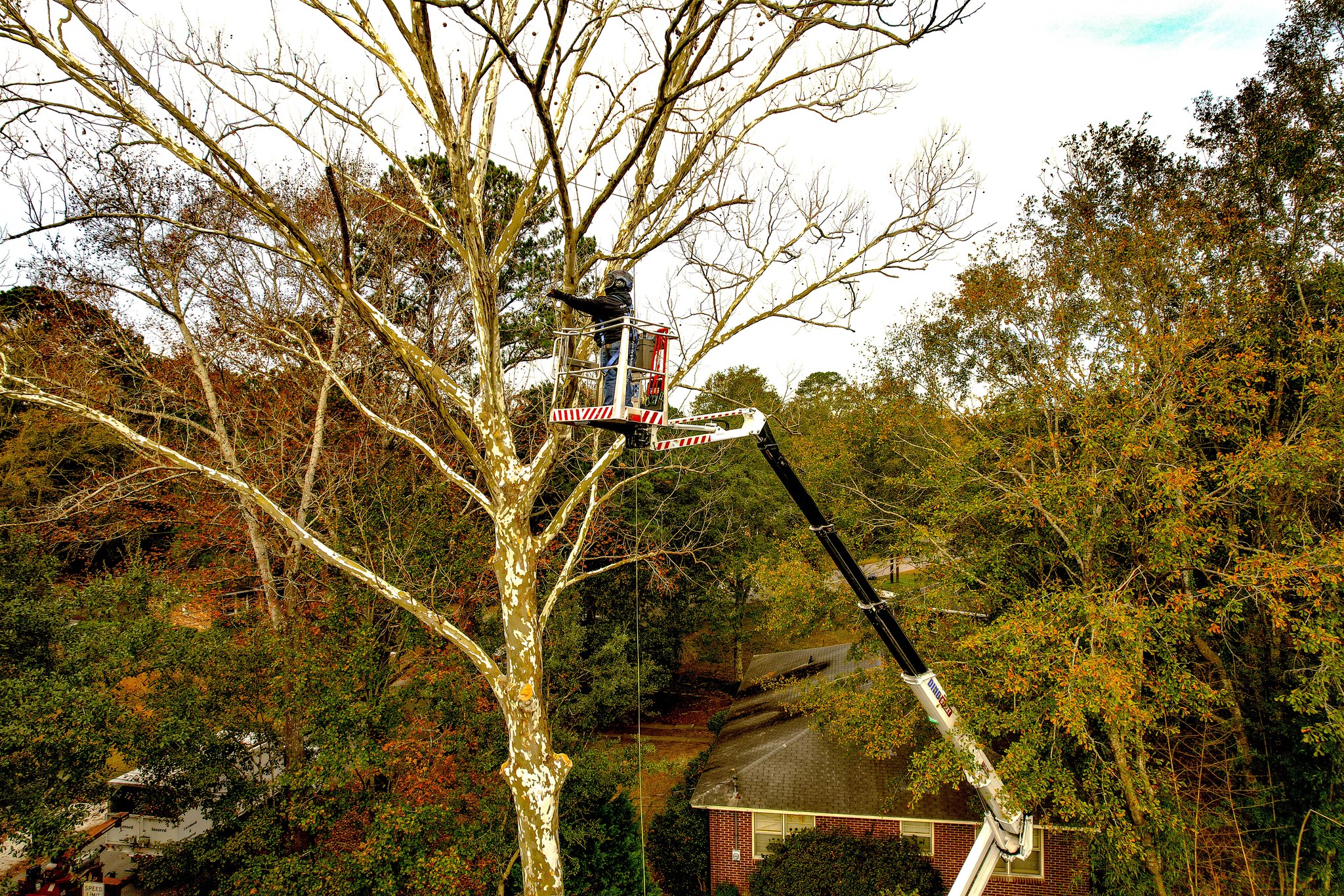 Professional tree service